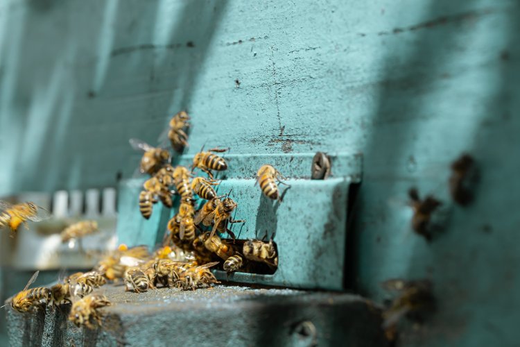 How IoT is Revolutionizing Beekeeping: Smart Methods to Monitor Bee Health