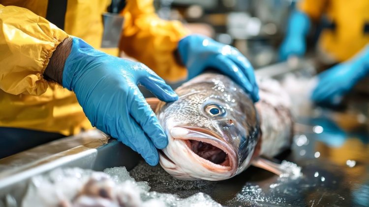 Fish Processing Plant Cost Report 2025: Setup Details, Business Plan and Raw Material Requirements