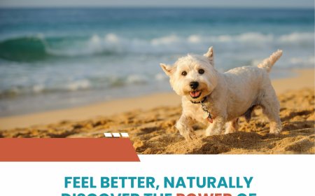 Vets Near Me: Discover Natural Healing with Bioresonance for Pets