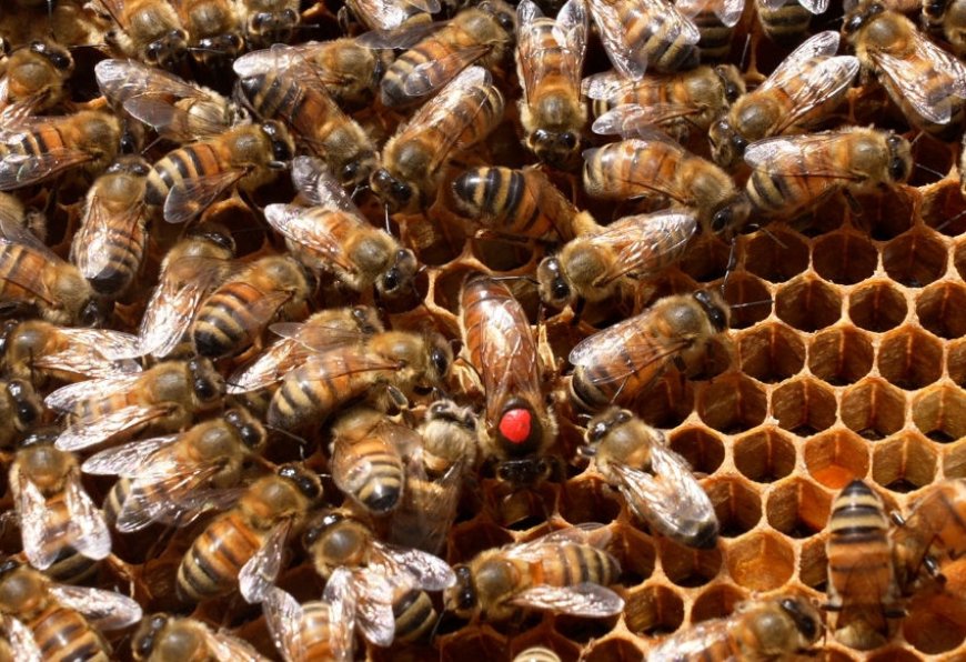 Online vs Local: What’s Best When Buying Bees for Beginners?