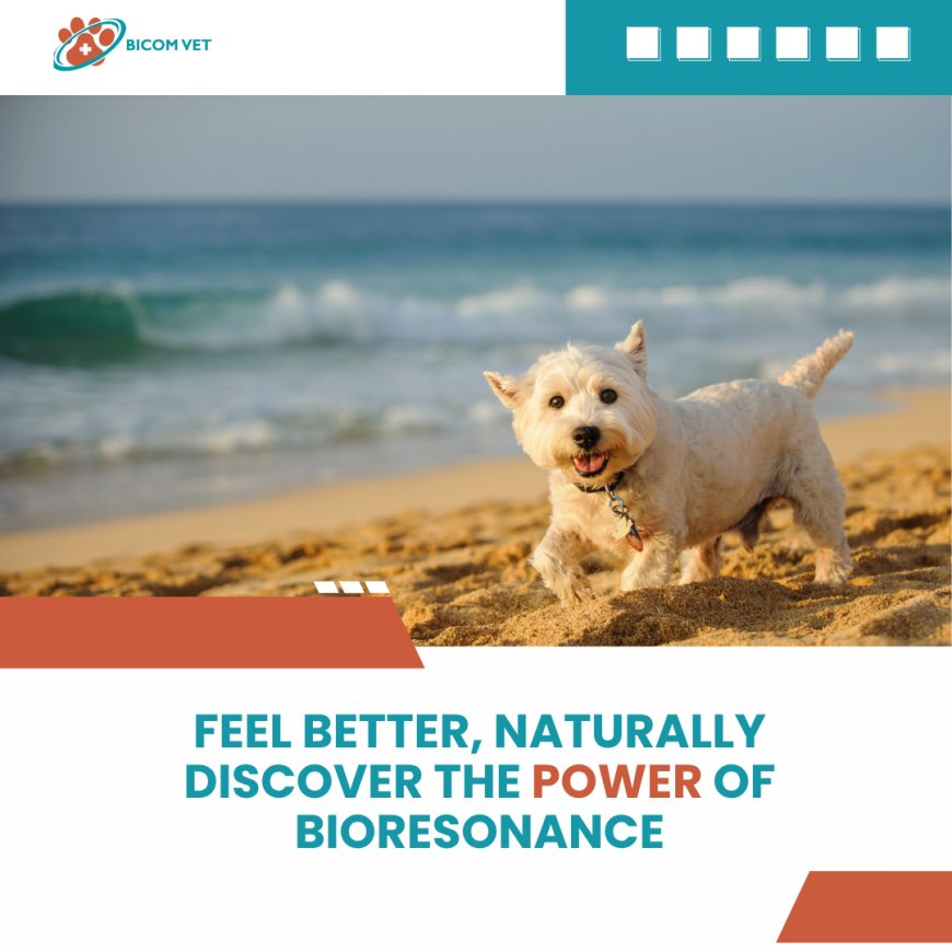 Vets Near Me: Discover Natural Healing with Bioresonance for Pets