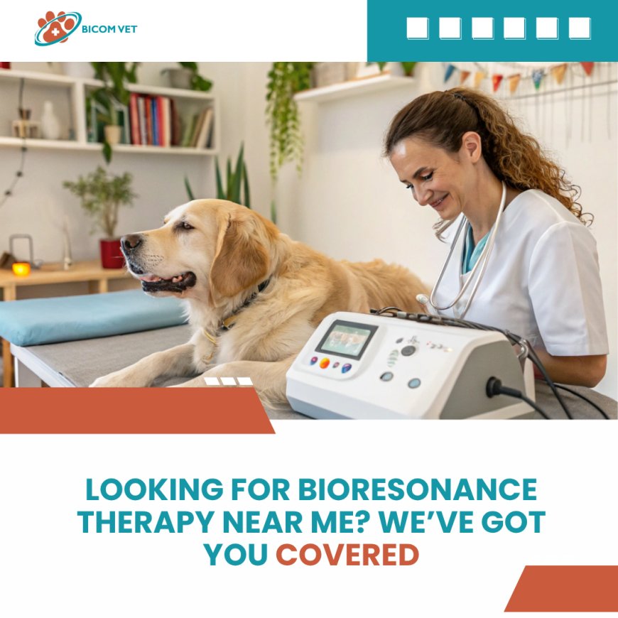 Beyond Traditional Vets Near Me: How Bioresonance Therapy Transforms Pet Care