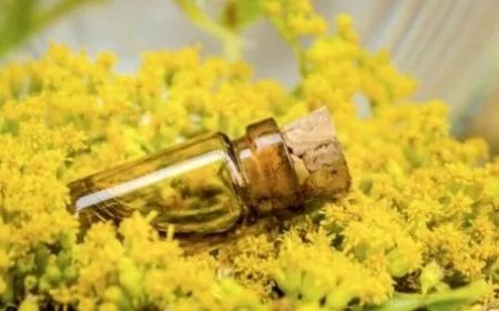 Keys to Running a Profitable Galbanum Oil Processing Plant Setup Report 2025: Cost Details