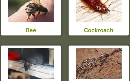 Silverfish Pest Control Perth: Protect Your Home from Silent Shredders