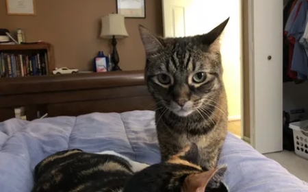 Can a Service Run by Cat Lovers Really Understand Your Pet?