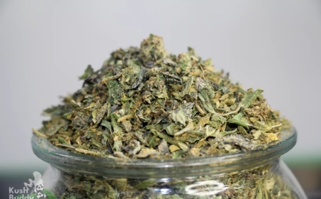 Bulk Weed Delivery Toronto: Your Guide to Affordable Cannabis