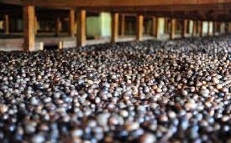 Nutmeg Processing Plant Feasibility Report- Operating Cost, and Capital Investment