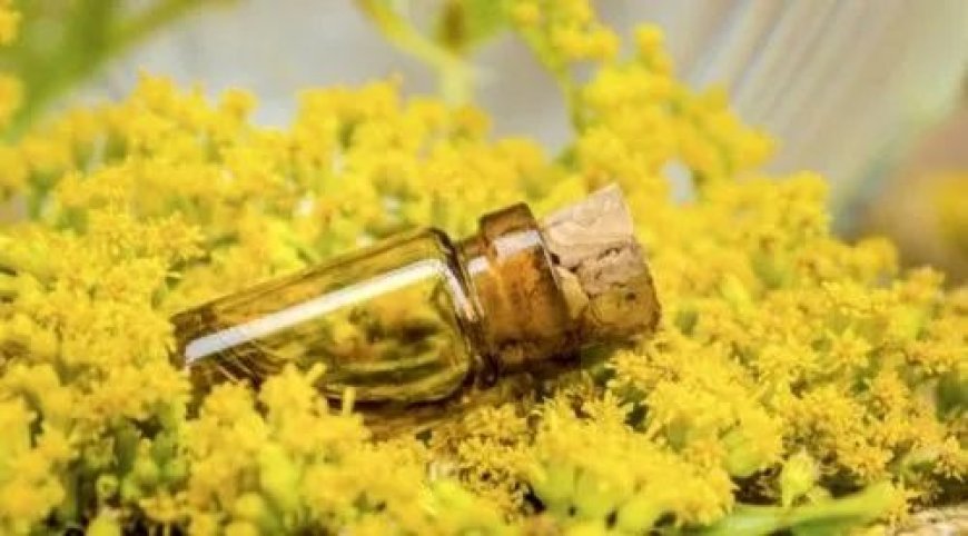 Keys to Running a Profitable Galbanum Oil Processing Plant Setup Report 2025: Cost Details