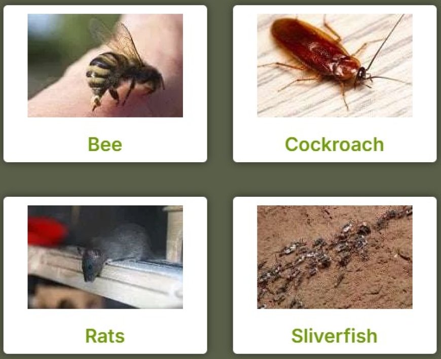 Silverfish Pest Control Perth: Protect Your Home from Silent Shredders