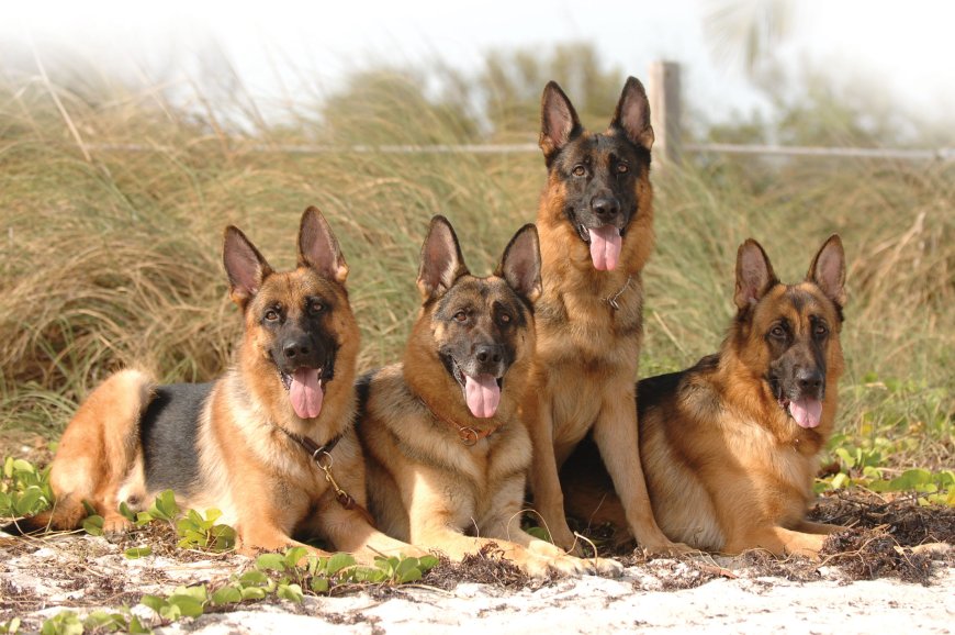 Trained German Shepherd for Sale | Loyal & Skilled Companions