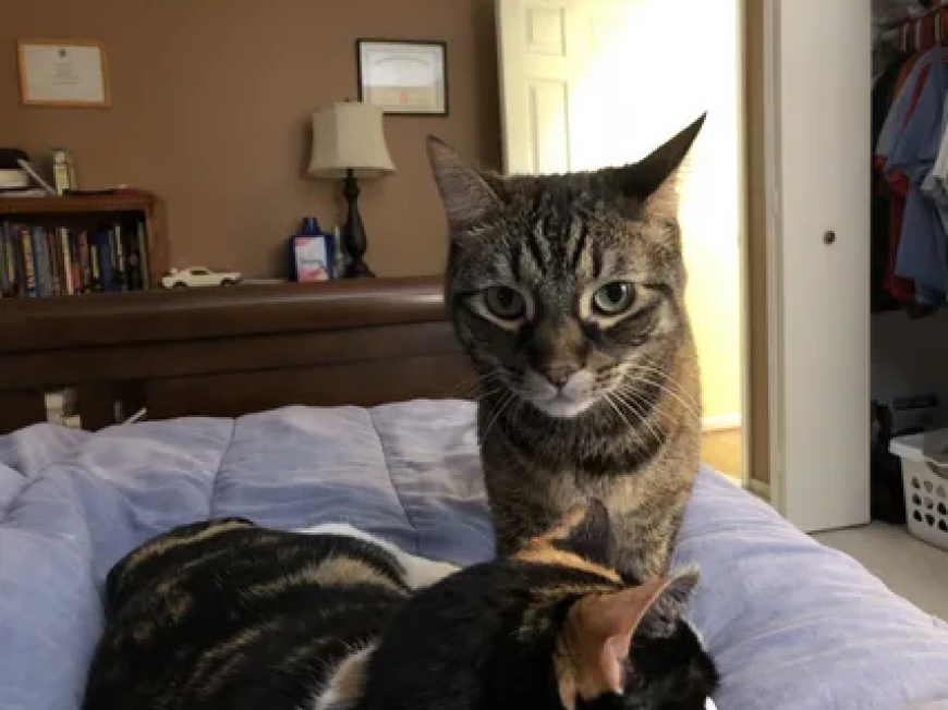 Can a Service Run by Cat Lovers Really Understand Your Pet?