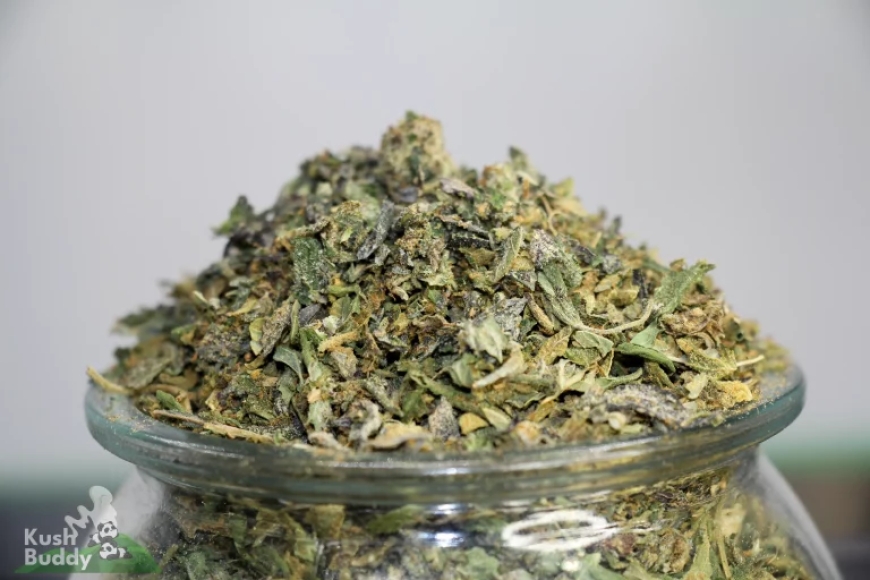 Bulk Weed Delivery Toronto: Your Guide to Affordable Cannabis