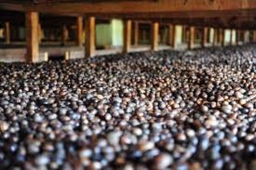 Nutmeg Processing Plant Feasibility Report- Operating Cost, and Capital Investment